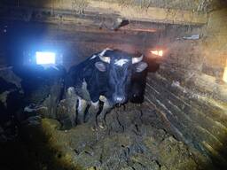 Куплю быков