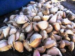 Куплю чеснок на посадку