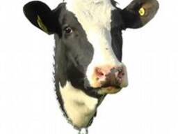 Куплю, Головы говяжье