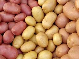 Куплю картофель продовольственный 5 с анализами для экспорта в Молдову