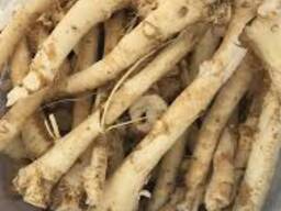 Куплю корень хрена