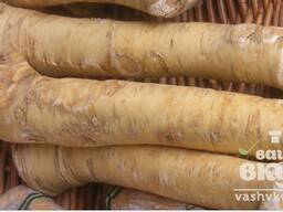 Куплю корень хрена