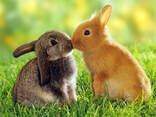 Куплю кроликов - фото 1
