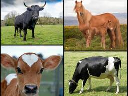 Куплю КРС (Коров, Быков, Лошадей).