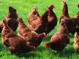 Куплю кур-несушек оптом большое количество