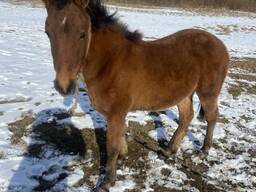 Куплю лошодей дорого