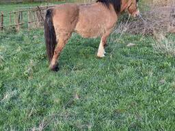 Куплю лошодей жеребят