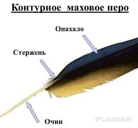 Черепицеобразное расположение контурных перьев на теле Куплю Перья / перо индюка , гуся и др. - Объявление в Минске на Flagma.by #25469