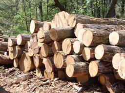 Куплю пиловочник дуба