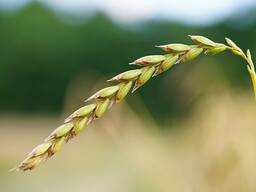 Куплю пшеницу фуражную