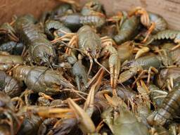 Живые раки. Гродно