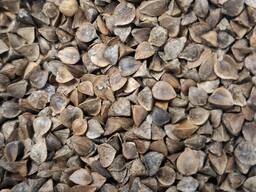 Куплю семена гречихи