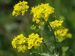 Куплю сурепицу