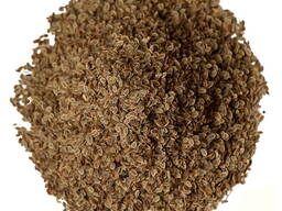 Куплю укроп семена