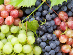 Куплю виноград