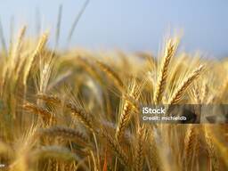 Куплю ячмень фуражный самовывоз