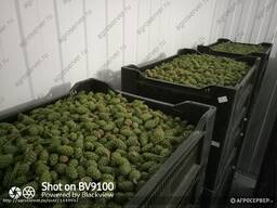 Куплю зеленую сосновую шишку