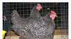 Куры несушки - фото 3
