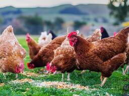 Куры несушки в Витебске