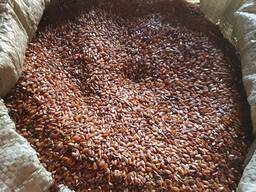 Лен масличный. Продам. Урожай 2024