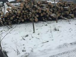 Лес кругляк