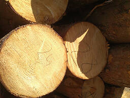 Лес кругляк