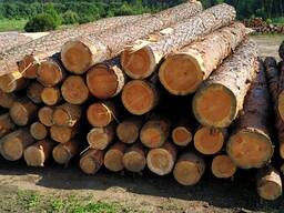 Кругляк сосна