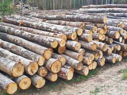 Лес кругляк - ольха, берёза, пиловочник.