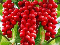 Лимонник китайский (Schisandra chinensis)