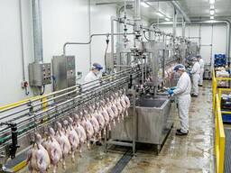 Линия убоя утки 2000 шт в час