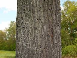 Липа пиловочник