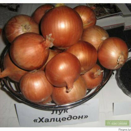Лук