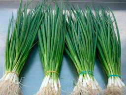 Лук на перо