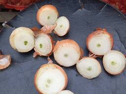 Лук на выгонку пера