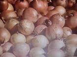 Лук белый репчатый - фото 1