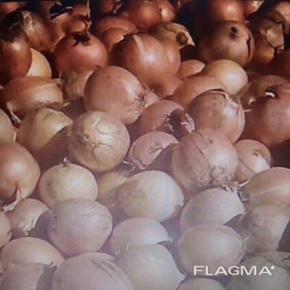 Лук белый репчатый