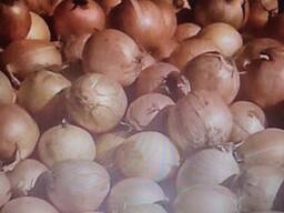 Лук белый репчатый