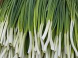 Лук перо - фото 1