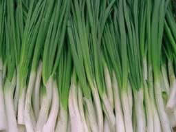 ЛУК ПЕРО ОПТ, МЕЛКИЙ ОПТ