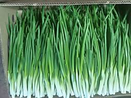 Лук Перо от производителя