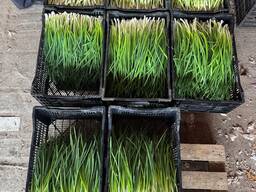 Лук перо Сорт Стардаст