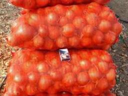 Лук репчатый