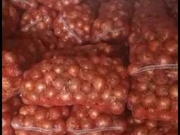 Лук репчатый