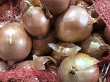 Лук репчатый - фото 2