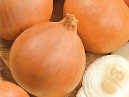 Лук репчатый