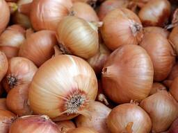 Лук репчатый,