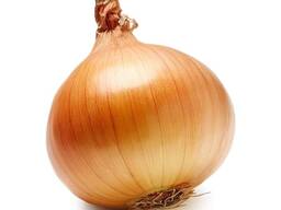 Лук репчатый