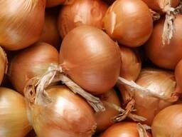 Лук репчатый