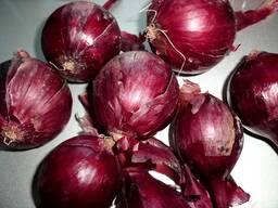 Лук репчатый фиолетовый 2025г.