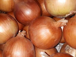 Лук репчатый оптом